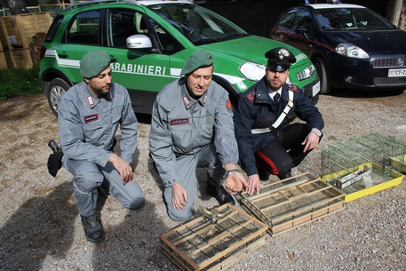 Ballarò, liberati 300 cardellini dai carabinieri forestali di Palermo